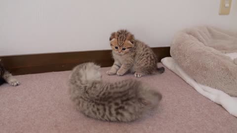 It was so cute to see a little kitten teaching his siblings how to sharpen their nails_