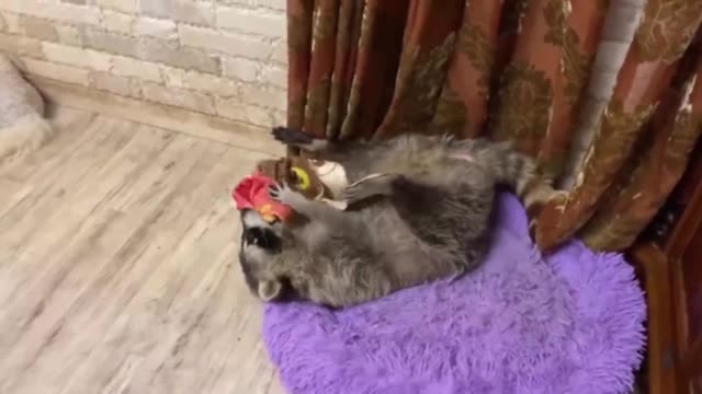 Raccoon loves his favorite bedspread like crazy