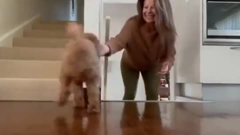 sneaky dog tries to scare owner