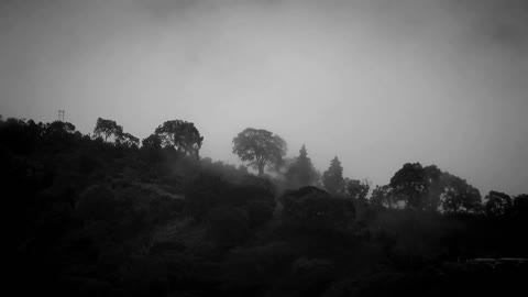 Nighttime forest sounds for sleeping