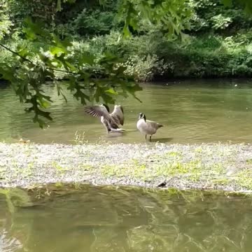 Wild ducks frolicking in the lake