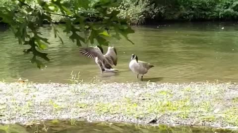 Wild ducks frolicking in the lake