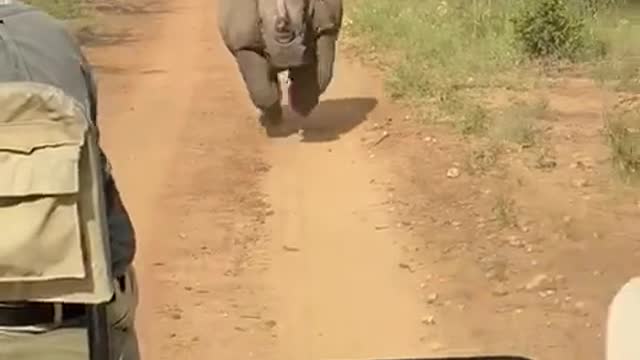 Rhino Runs After South African Safari Group