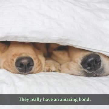 Adorable Snuggling Golden Retriever Sisters