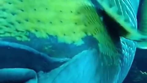 Unique Colorful Fish #shorts #shortvideo #video #virals #videoviral