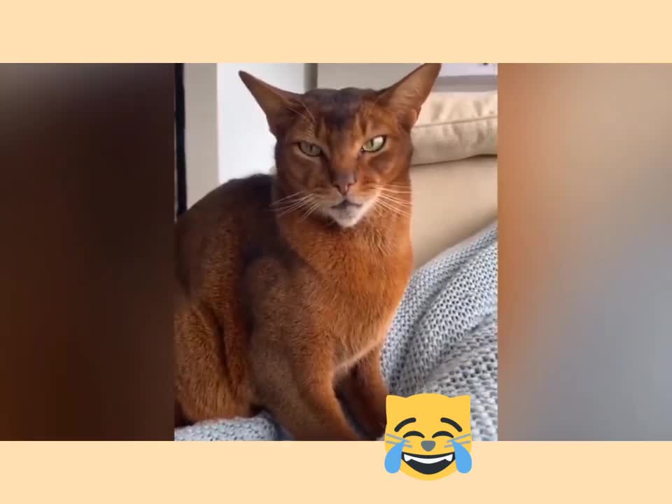 funny dogs and cats to watch to ease boredeom 2021