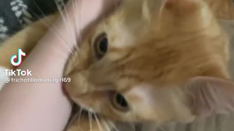 The most beautiful cat😇😇😍