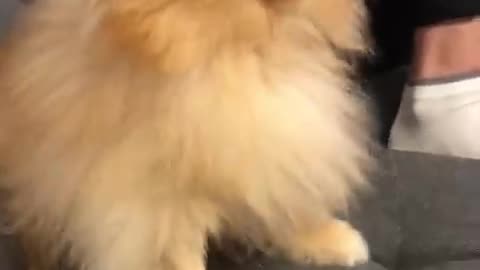 Pomeranian dog has the most hilarious sneeze #cat #cute #kitten