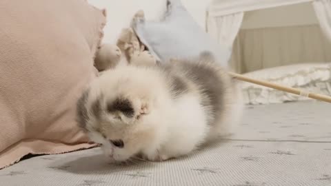 Cute kitten with short legs is so playfull