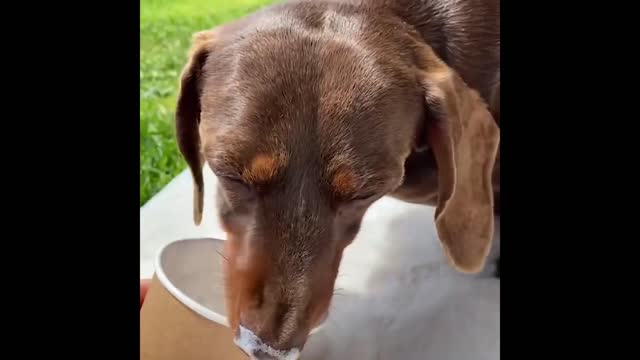 Cute and Funny Cat Dog Videos Compilation