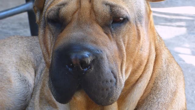 Red peri dog