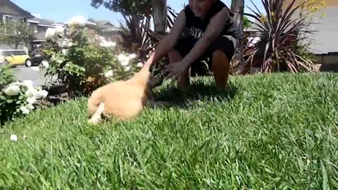 Playful Sally Poodle Pup