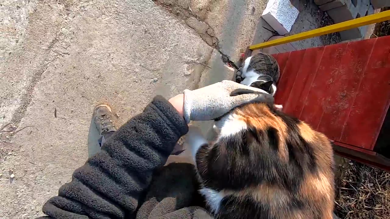 I tried hugging the cats
