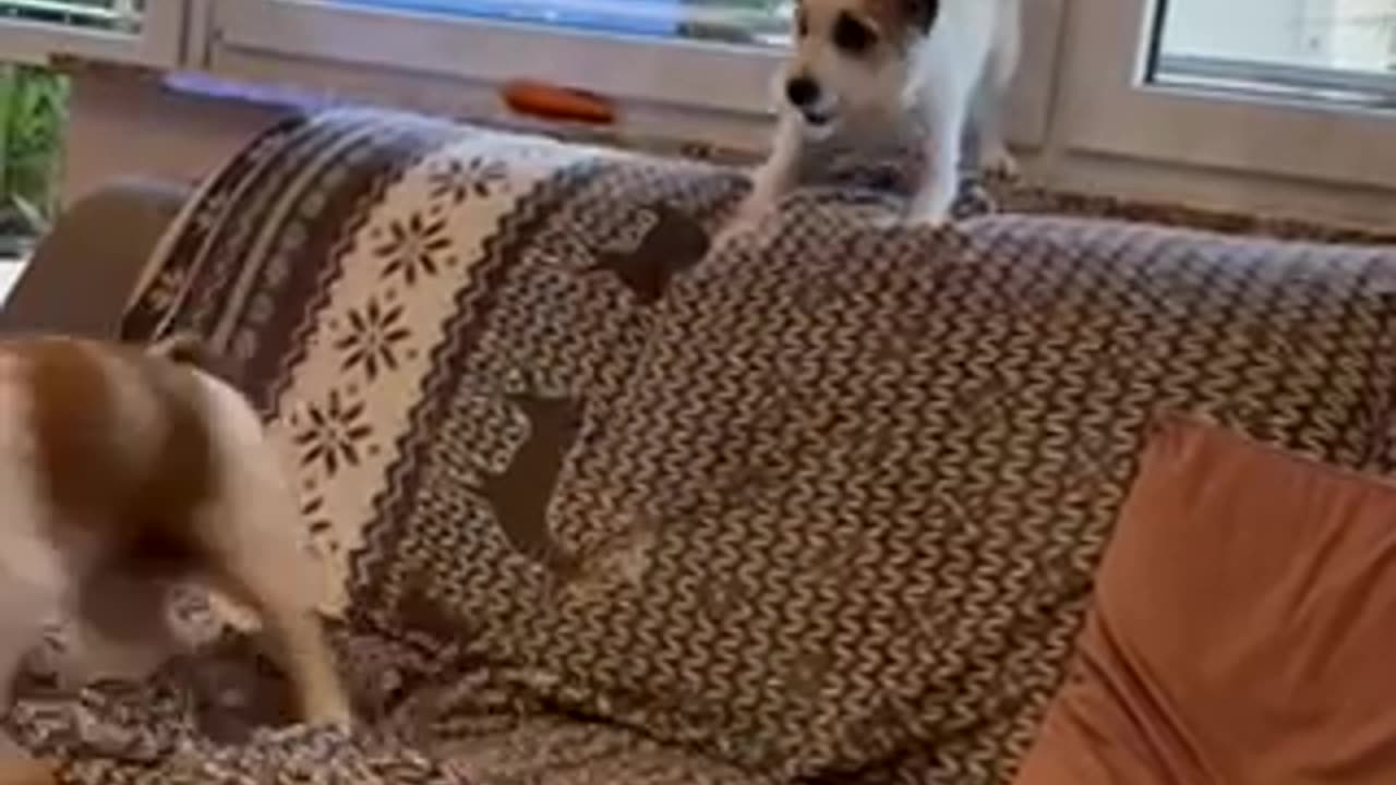 Jack Russell on High ground