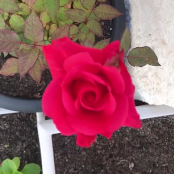 Beautiful flowers growing in my garden unbelievable