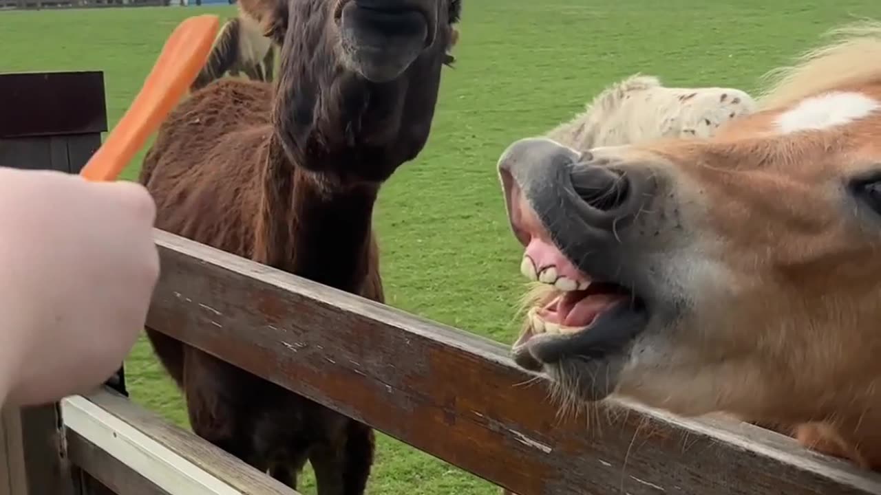 Donkey Teeth Cleaning by air