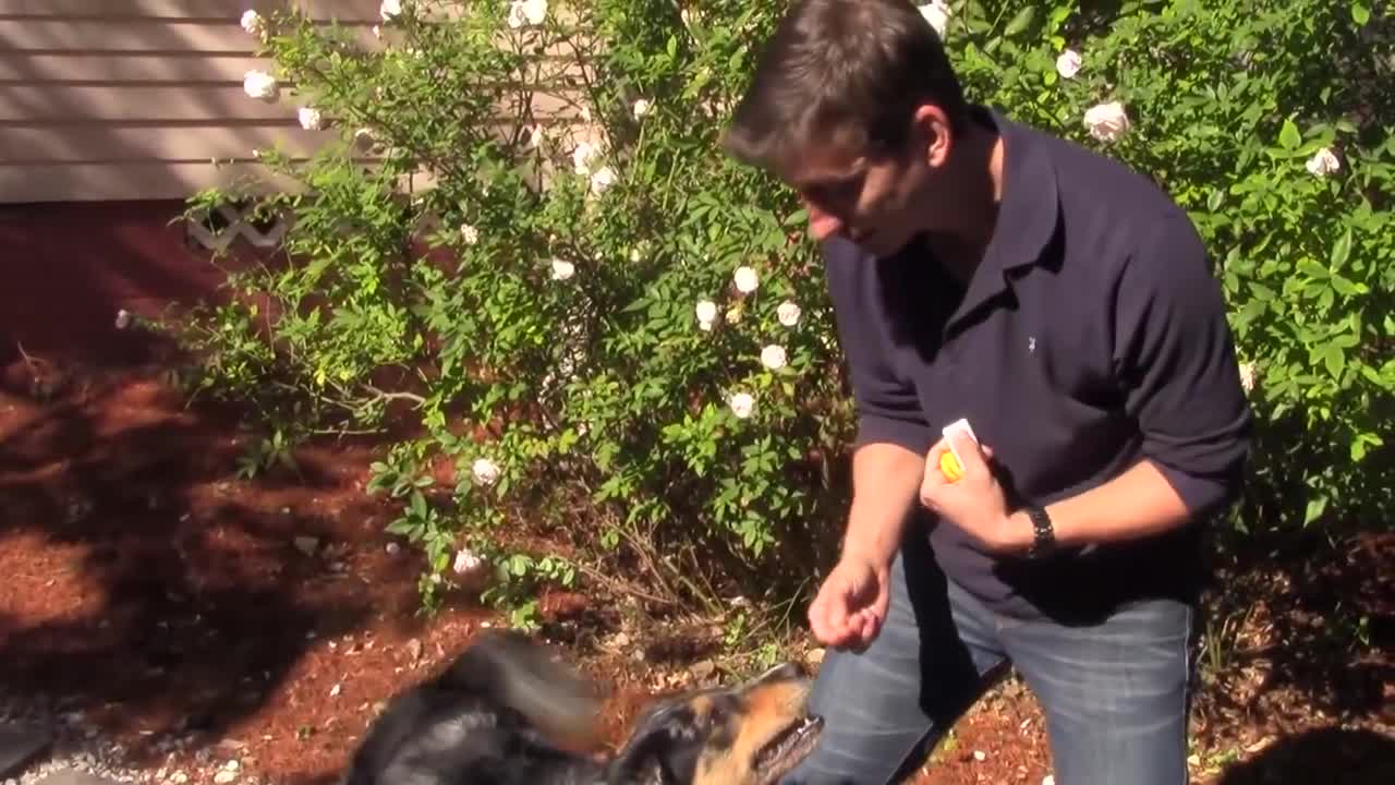 The Easiest Trick to Teach your Dog how to Speak or Bark When you Ask.