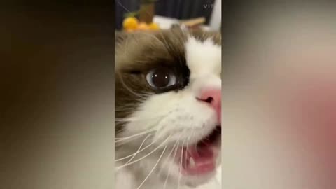 Funniest cats😻dont try to hold back laugter😸funny cats life