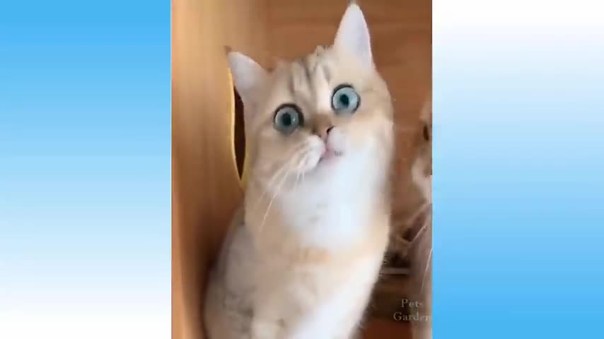 Top Funny Cat Videos of The Weekly | TRY NOT TO LAUGH #09