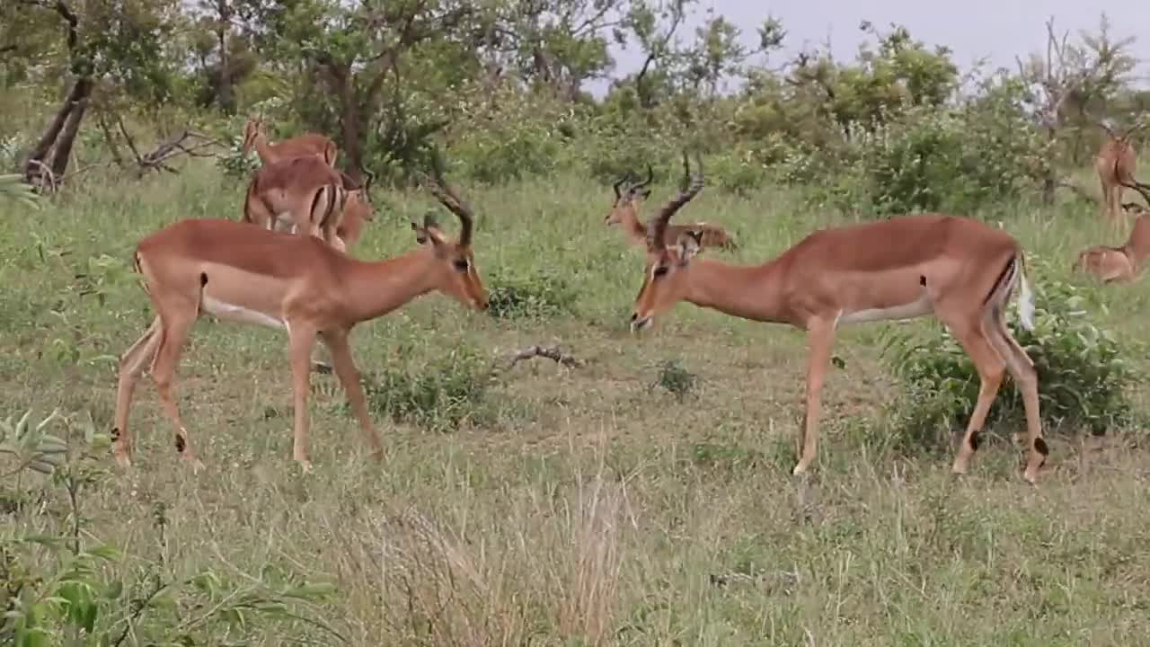 Impala fighting scene in forest