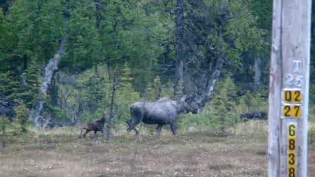 Baby Moose gets a second chance