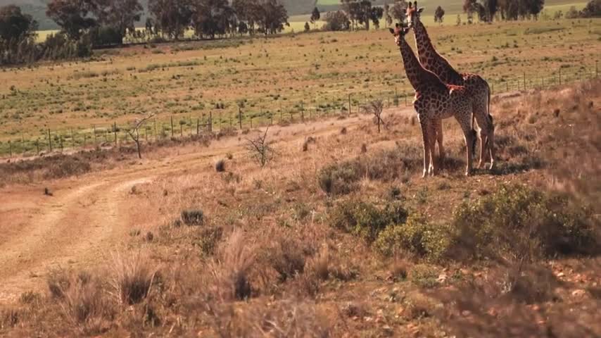 Free Giraffe Stock Video Footage No Copyright