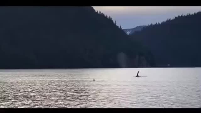 Otter nearly becomes whale lunch