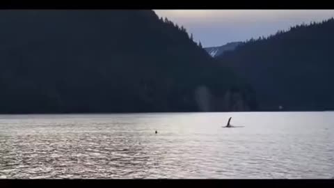 Otter nearly becomes whale lunch