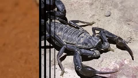 ARABIAN FAT TAILED SCORPION