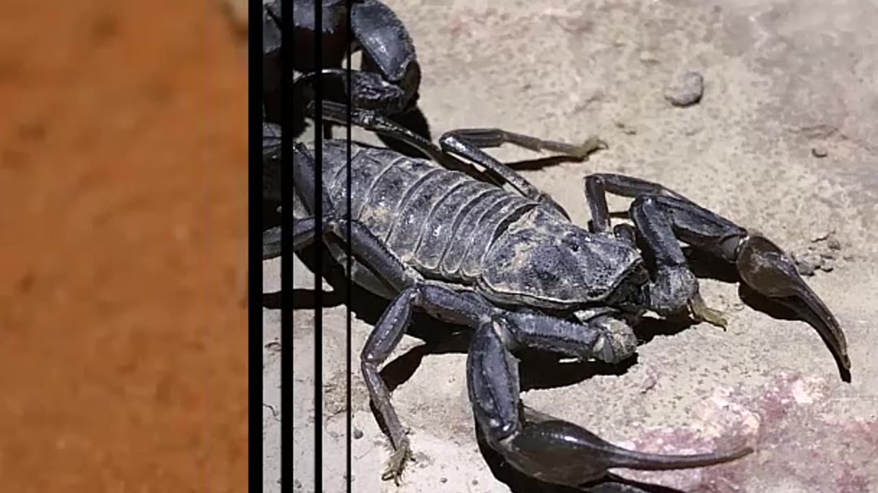 ARABIAN FAT TAILED SCORPION