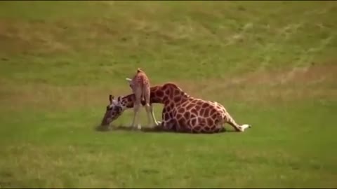 LION VS GIRAFFE THE HUNT