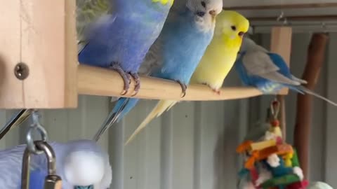 Parrot songs beautiful