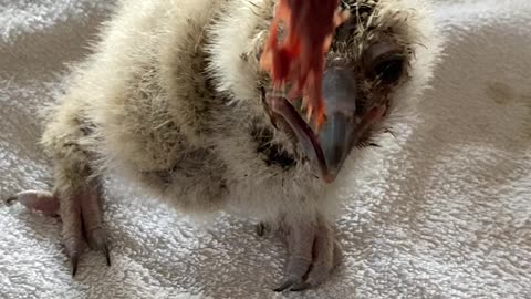 Baby owl having lunch