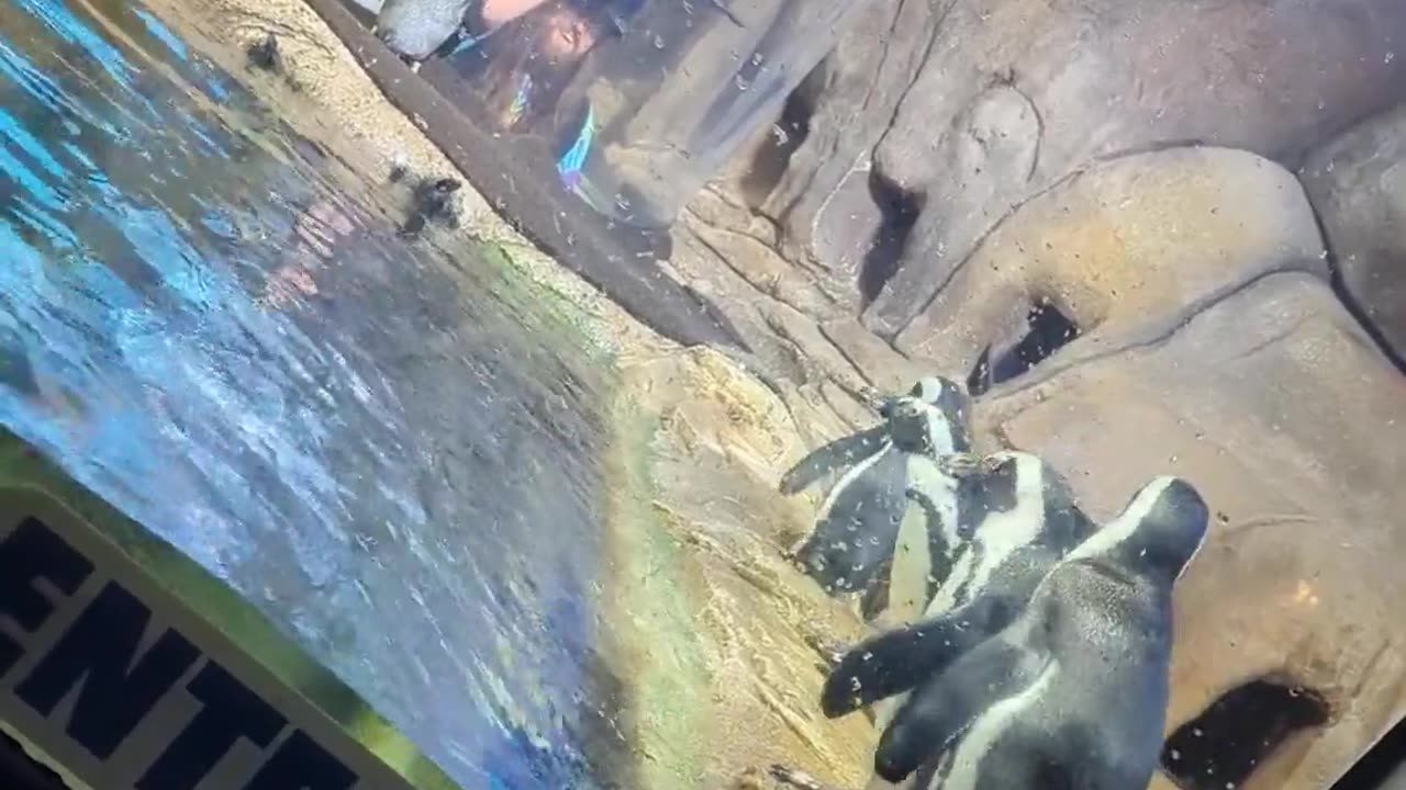 Penguins Fascinated By Spinning Toy