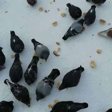 He fed pigeons with bread in winter weather.