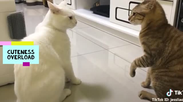 cute cats