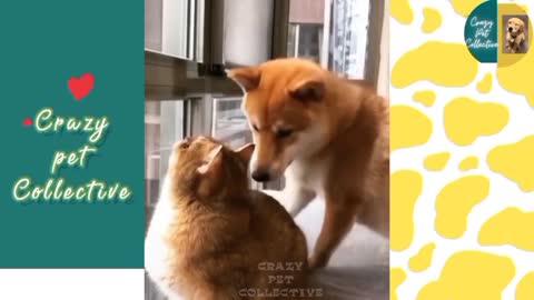 funny animal video part 4