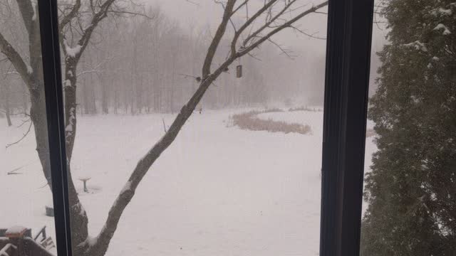 This Snow Is For The Birds, Literally For The Birds!