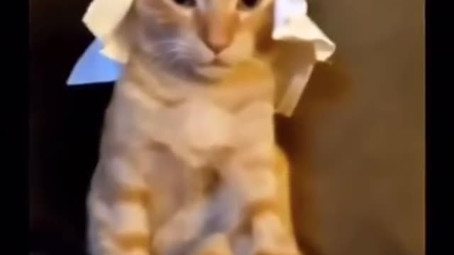 Arab Cat Meme