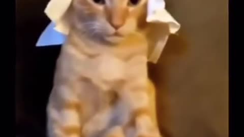 Arab Cat Meme