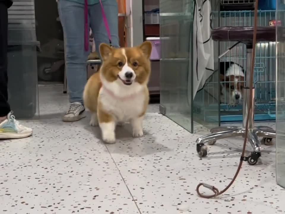 Each leg has a different step