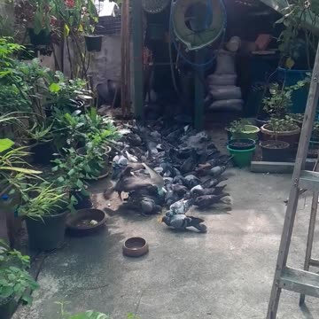 Lunchtime with my lovely birds❤️❤️❤️