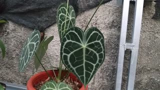 PART 5| this is my collection,, simple but can be a stress reliever
