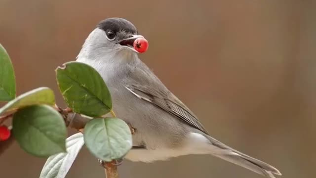 birds images top 10