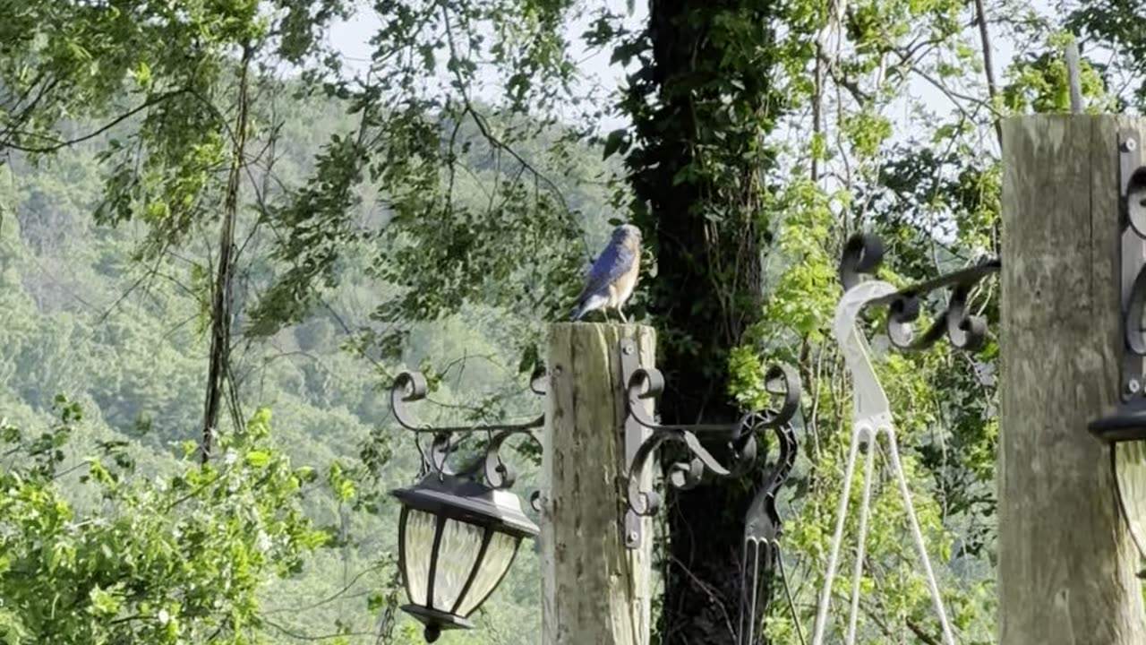 A beautiful Blue Bird came to visit the farm.