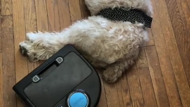 Robot Vacuum Interferes With Dog's Nap Accomplishes Nothing