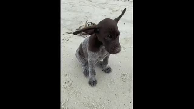 funny dog