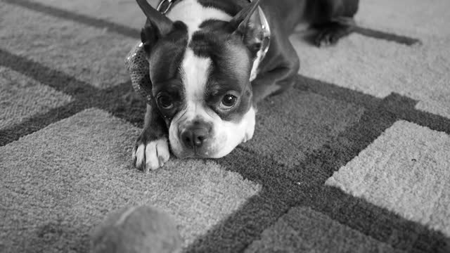 Puppy is begging to play fetch with ball.