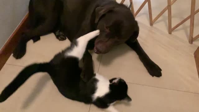 funny chocolate labrador and cat