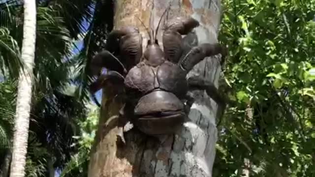 A half sized coconut crab